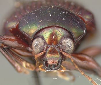 Media type: image; Entomology 9792   Aspect: head frontal view